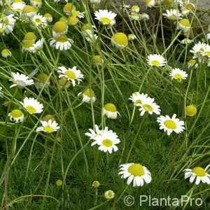 Matricaria tchihatchewii