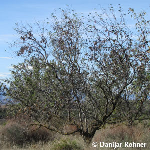 Prunus dulcis'Amanda'