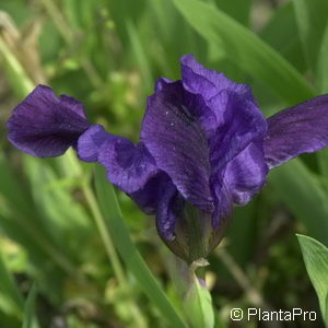 Iris (Pumila-Gruppe)violett