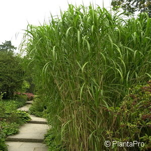 Miscanthus floridulus