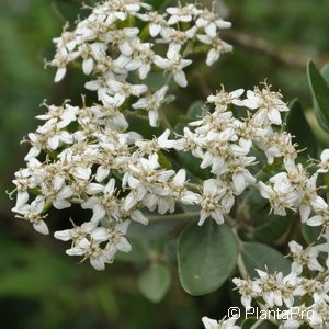 Olearia haastii (x)