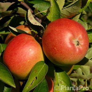 Malus (Apfel)'Florina' (R)