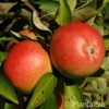 Malus (Apfel)'Florina' (R)