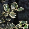 Ilex aquifolium'Silver Queen'