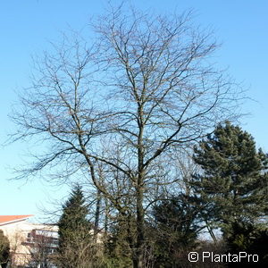 Gleditsia triacanthos