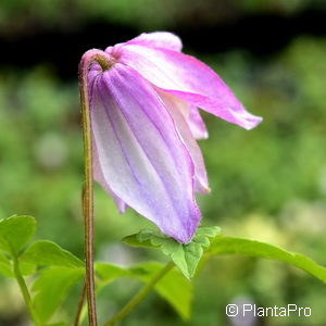 Clematis alpina'Pink Flamingo'