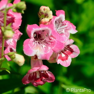 Penstemon'Friedrich Hahn'