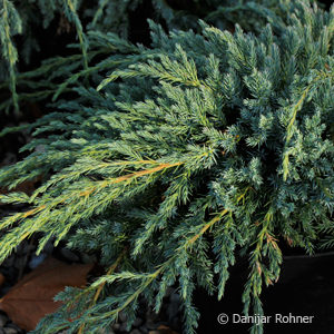 Juniperus squamata'Blue Carpet'