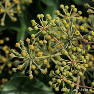 Hedera helix'Arborescens'