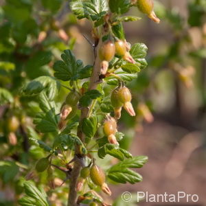 Ribes (Stachelbeere)'Hinnonmaeki Rot'