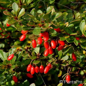 Berberis thunbergii'Kobold'