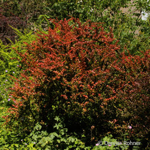 Berberis thunbergii'Atropurpurea'