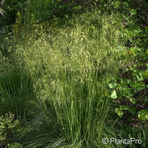 Stipa gigantea