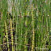 Equisetum hyemalevar. robustum