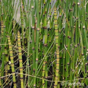 Equisetum hyemalevar. robustum