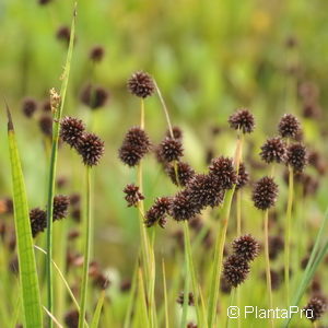 Juncus ensifolius