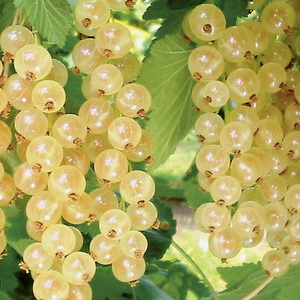 Ribes (Johannisbeere)'Orion' weiss