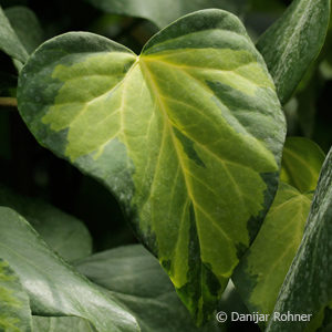 Hedera colchica