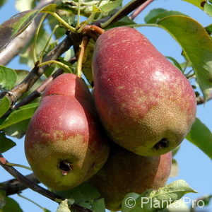 Pyrus (Birne)'Hortensia'