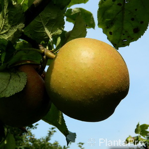 Malus (Apfel)'Boskoop'