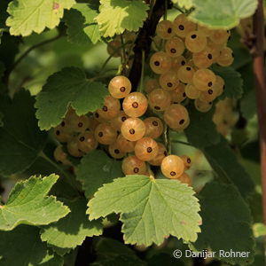 Ribes (Johannisbeere)'Zitavia' weiss