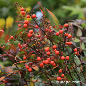 Nandina domestica