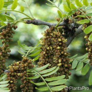 Gleditsia triacanthos