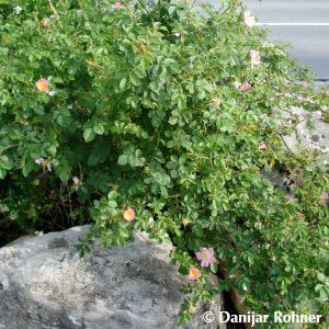 Wildrose Rosa canina