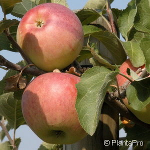 Malus (Apfel)'Cox's Orangen Reinette'