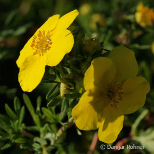 Potentilla fruticosa'Goldfinger'