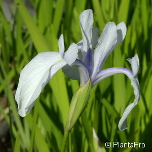 Iris laevigata