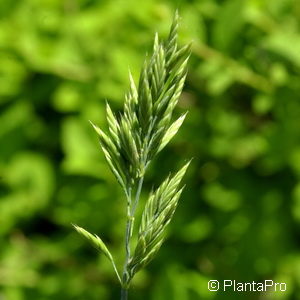 Festuca amethystina