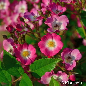 Strauchrose'Mozart'