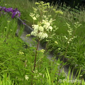 Filipendula ulmaria