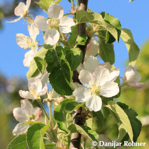 Malus (Apfel)'Glockenapfel'