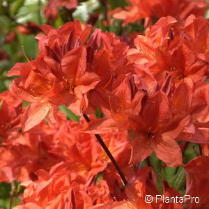 Rhododendron (Mollis Azalee)rot