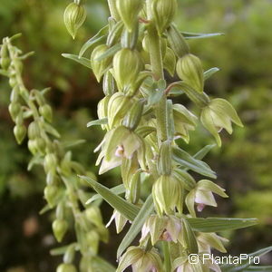 Epipactis palustris