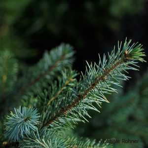 Picea omorika