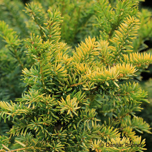 Taxus baccata'Semperaurea'