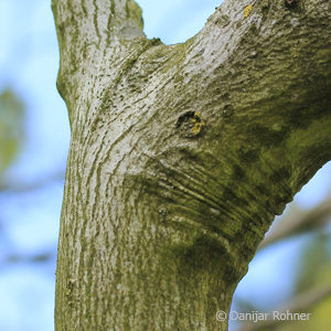 Acer japonicum'Aconitifolium'