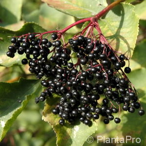 Sambucus nigra'Haschberg'