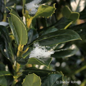 Ilex aquifolium'J.C. van Tol'