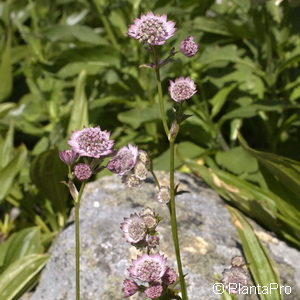 Astrantia major