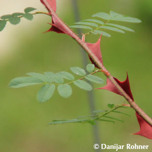 Wildrose Rosa sericeaf. pteracantha