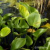 Calla palustris