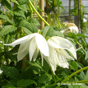 Clematis alpina'White Moth'