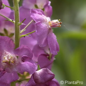 Verbascum phoeniceum