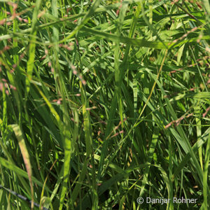 Panicum virgatum'Rehbraun'