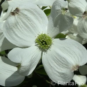 Cornus florida