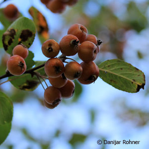 Malus'Evereste'